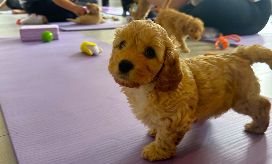 Image 9: Up to 30% Off on Yoga Class at Puppy Yoga Club London