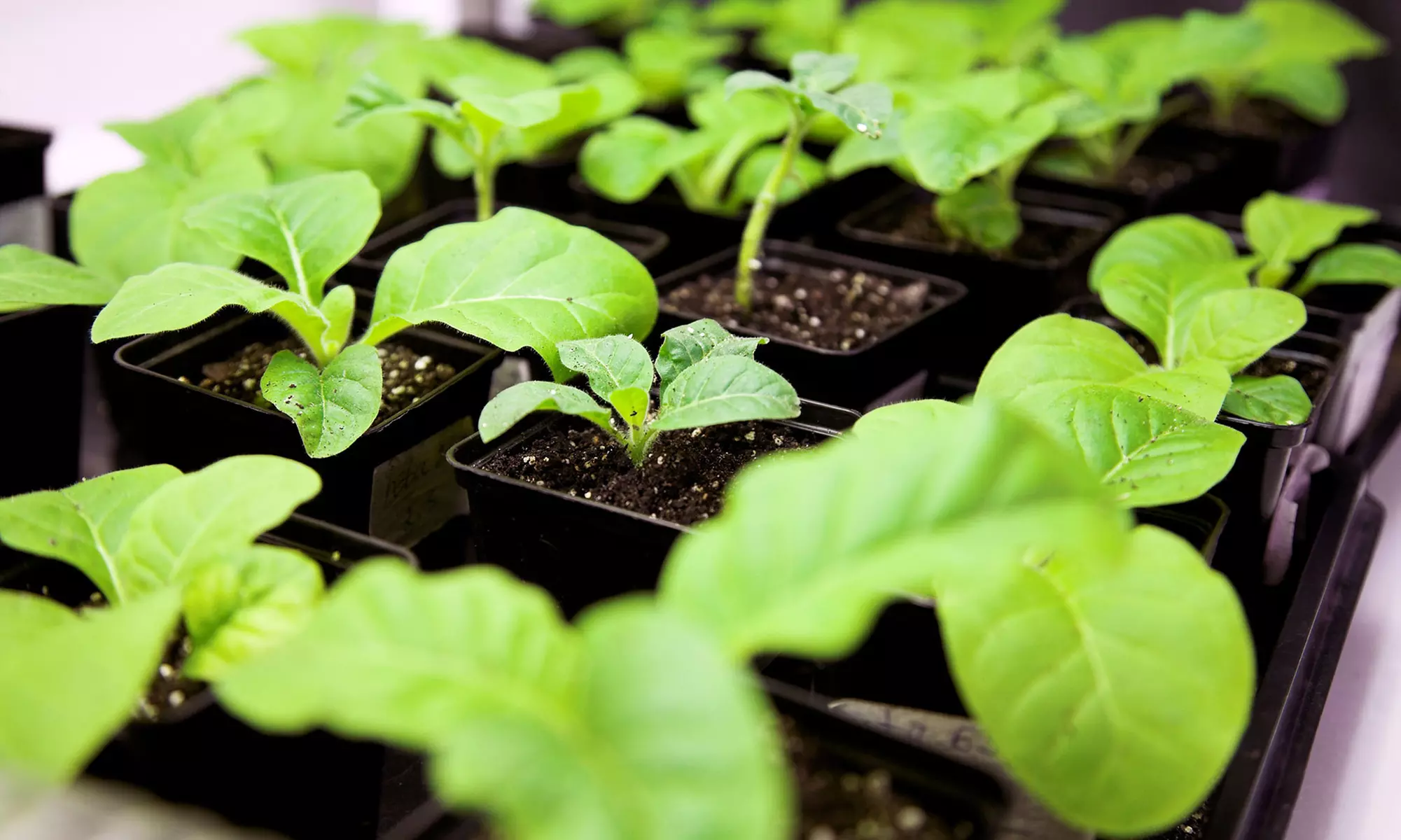 $25 for $50 Worth of Trees and Plant-Care Products at Glow Hydroponics - Primary Image