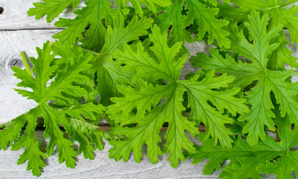 Mosquito-Repellent Citronella Plant - Primary Image