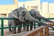 Enjoy with Zoo Entrance, Activity and AED 50/100/200 Voucher at Emirates Park Zoo & Resort (Up to 22% Off) - Image 4