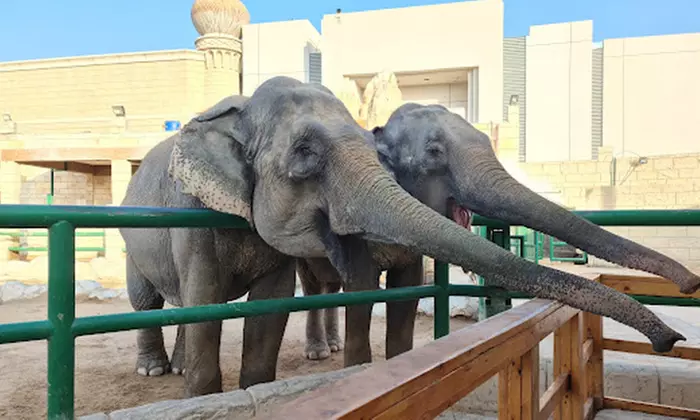 Dive Into Fun: Zoo Entrance with Activity and AED 50/100/200 Voucher