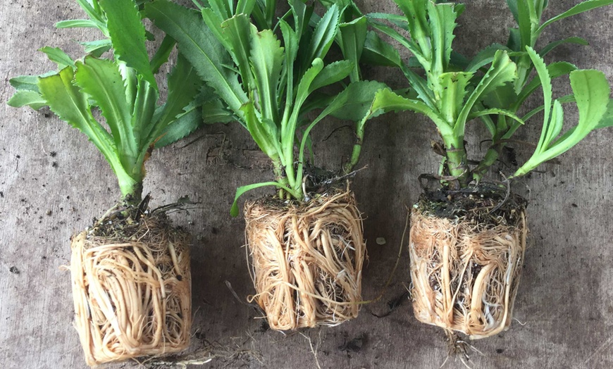 Leucanthemum Cloud Stratus Plants | Groupon Goods