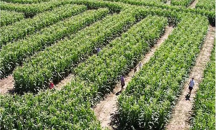 Family Farm Fun with Corn Maze, Pumpkin Patch, Hay Rides & More