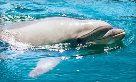 Dolphin Exploration Tour with Drink for One Adult or Child from The Tropics Boat Tours in Clearwater (Up to 59% Off) - Second Medium
