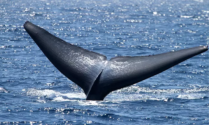 Two-Hour Evening Whale-Watching Cruise for One, Two, or Four from Dana Wharf Whale Watching (Up to 52% Off) - Second Medium