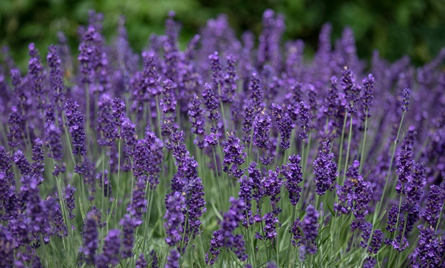 Image 2: English Lavender Hidcote - 1, 3 or 5 Potted Plants