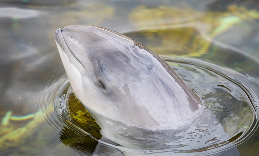 Image 10: Entreeticket Dolfinarium 