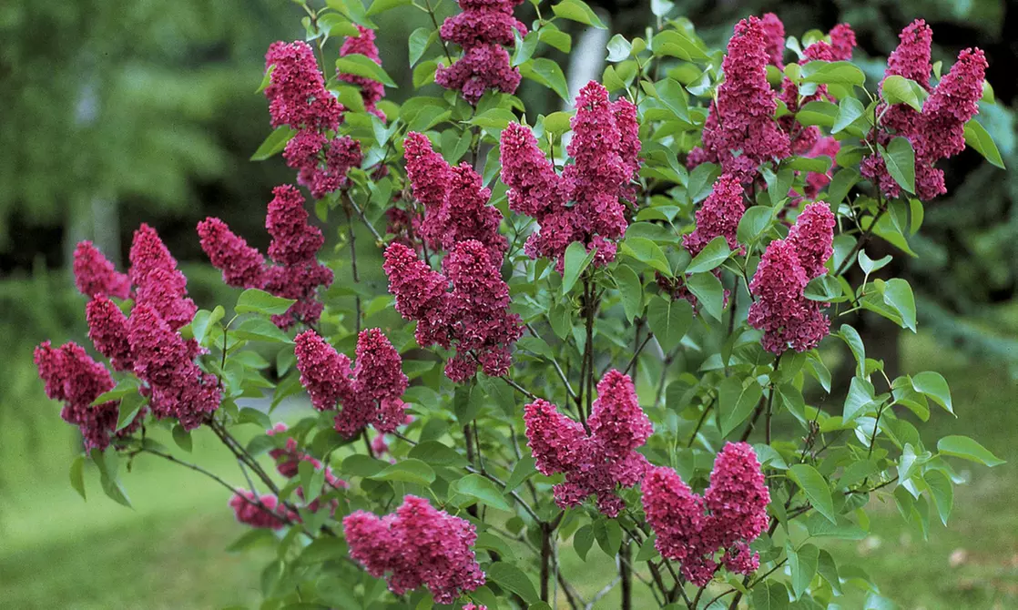 Haie fleurie et parfumée, 12 arbustes - 15-20 cm à la livraison pot inclus - Primary Image