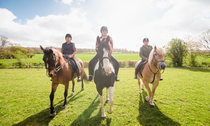 Image 1: 3 Hour Horse Riding Experience 