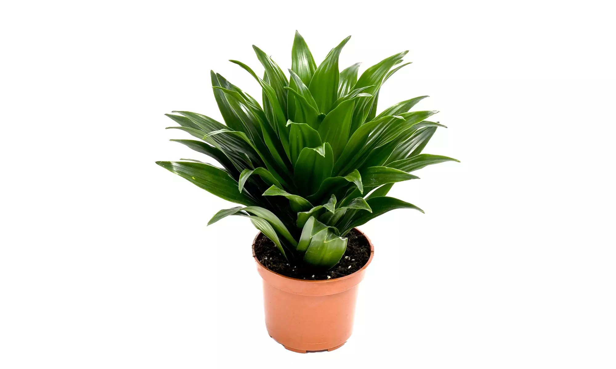 Conjunto de 5 plantas purificadoras de aire