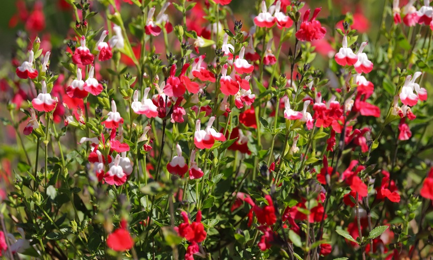 Image 6: Three or Six Salvia Neon Collection Plants 