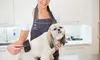 Grooming Services from Paw Central inc. (50% Off)
