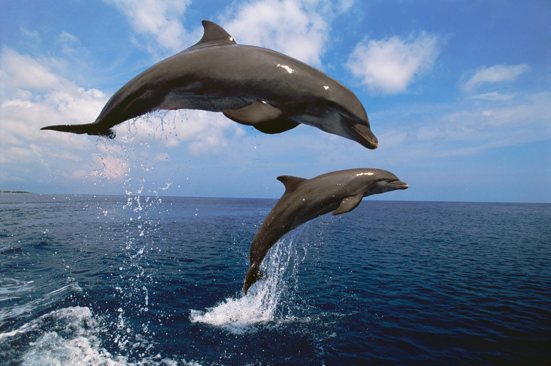Discover Dolphin River Tour with Dolphin Tours
