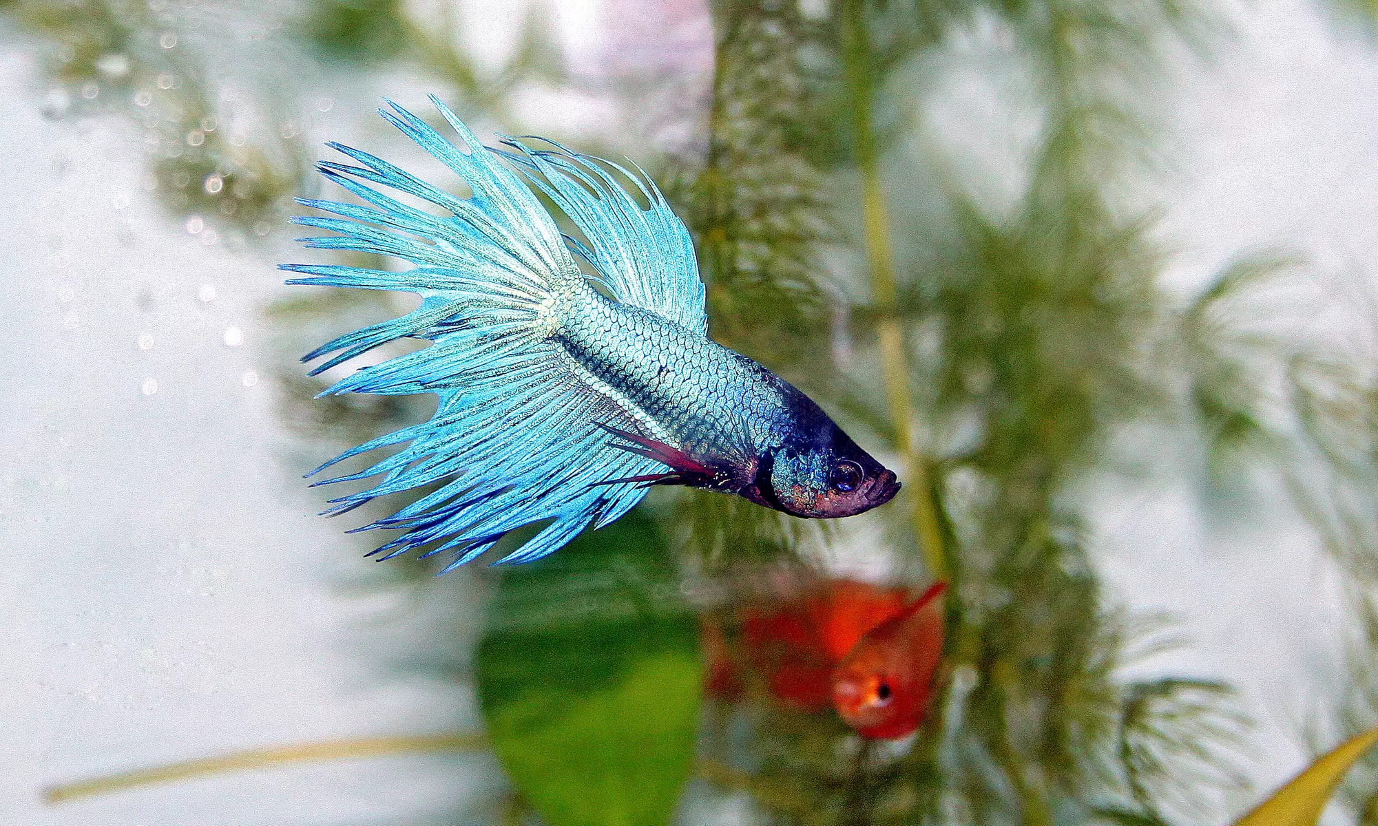 Pets, Supplies, or Betta Fish at Aqua World (Up to 58% Off). Three Options Available. - Primary Image