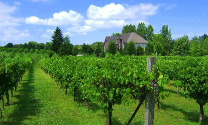 image for Up to 68% Off Vineyard Tour at Valentino Vineyards & Winery