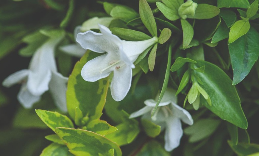 Image 3: Up To Three Fragrant Shrub 'Abelia Kaleidoscope' Plants