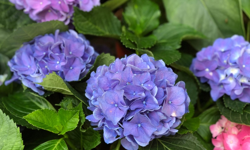 Image 2: Hydrangea So Long Ebony - 1, 3 or 5 Potted Plants