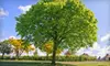 $125 for $250 Worth of Tree-Trimming Services — Lion's Help Land & Tree Service