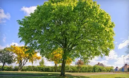 $125 for $250 Worth of Tree-Trimming Services — Lion's Help Land & Tree Service - Primary Image