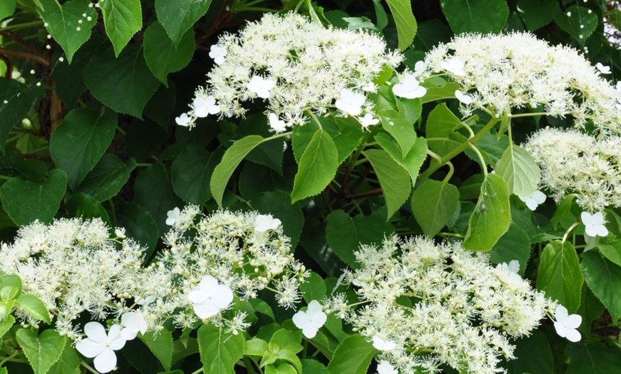 Image 12: Upto Three Mixed Potted White Hydrangea Varieties