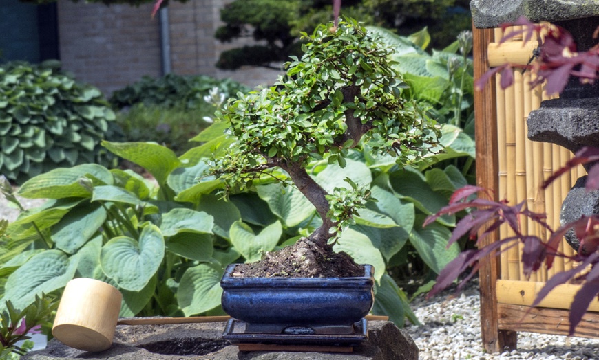 Image 6: Twee of vier Bonsai boompjes