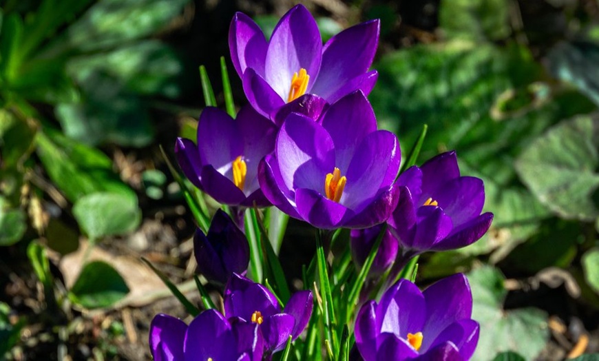 Image 2: Crocus Ruby Giant - Up to 150 Bulbs