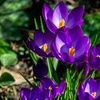 Image 2: Crocus Ruby Giant - Up to 150 Bulbs
