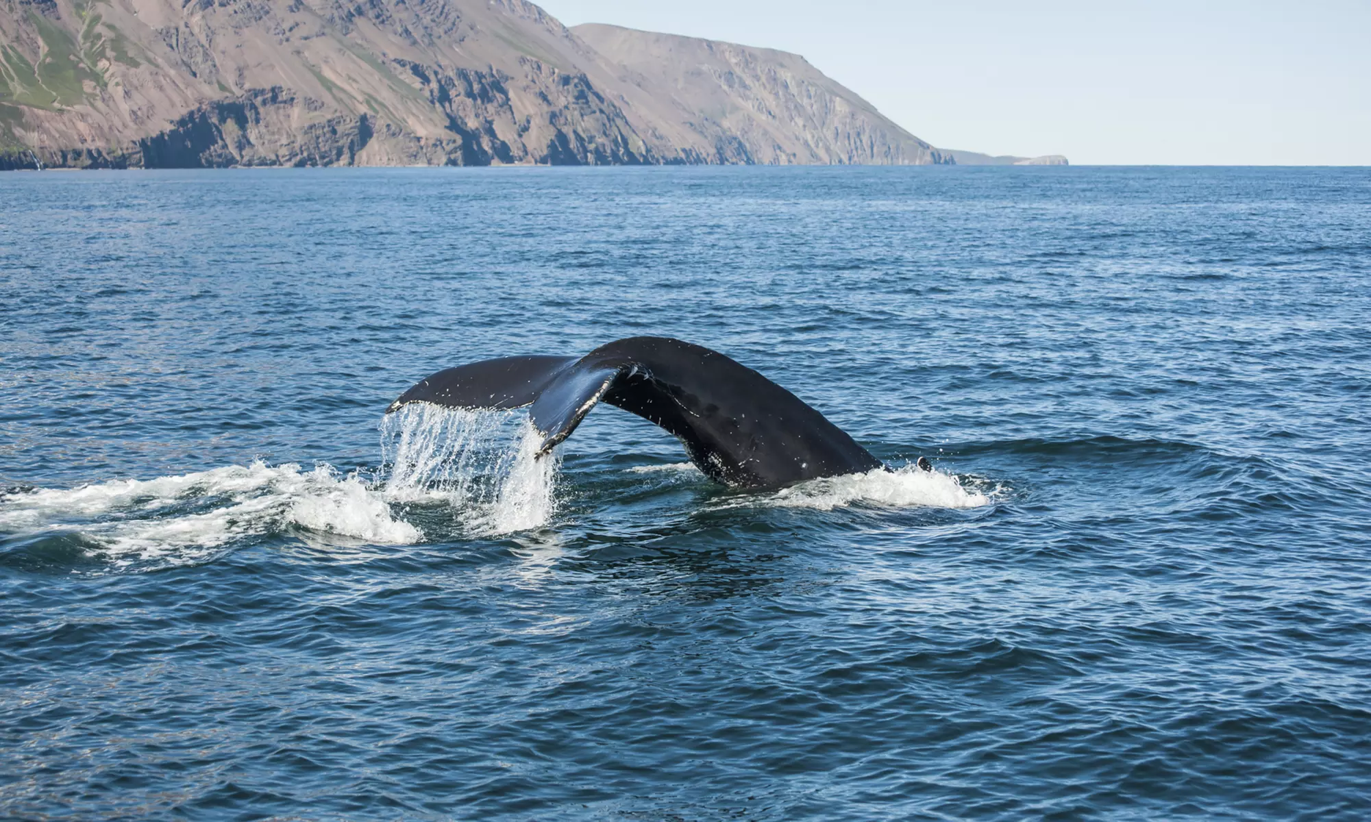 Whale Watching Adventure for 1, 2, 10, or 20 at Icy Strait Whale Adventures (Up to 8% Off) - Primary Image