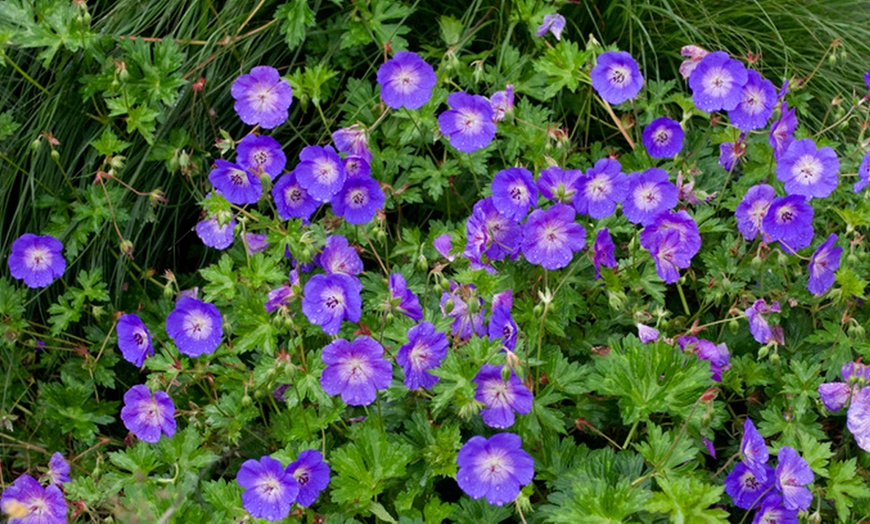 Image 1: Geranium Rozanne Plant in 2L Pot