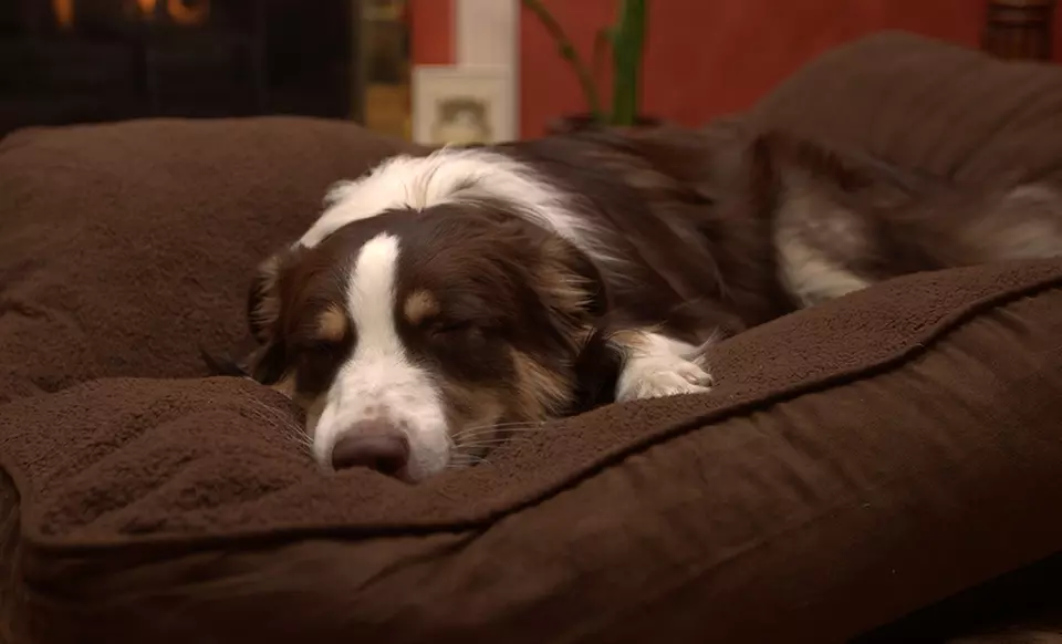 Gusseted Terry-Top Suede Pet Pillows. Multiple Colors and Sizes Available from $19.99–$34.99. Free Returns. - Primary Image