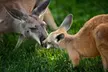 Wildlife Outing for Two or Four to Tanganyika Wildlife Park in Goddard (Half Off) - Second Medium