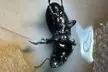 Secure your Home with Pest Prevention, Rodent, or Roaches Treatment at Bubble Pests (Up to 34% Off) - Second Medium