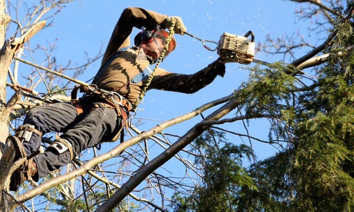 Tree or Brush Removal - Do Right Tree Service | Groupon