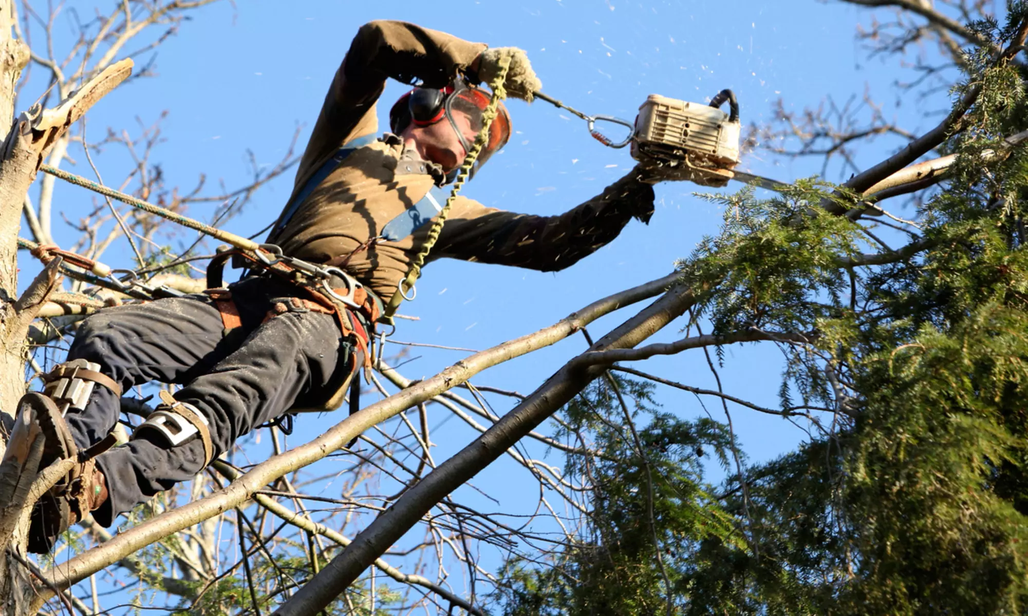 $99 for Three Man-Hours of Tree or Brush Removal or Tree Trimming from Do Right Tree Service ($225 Value) - Primary Image