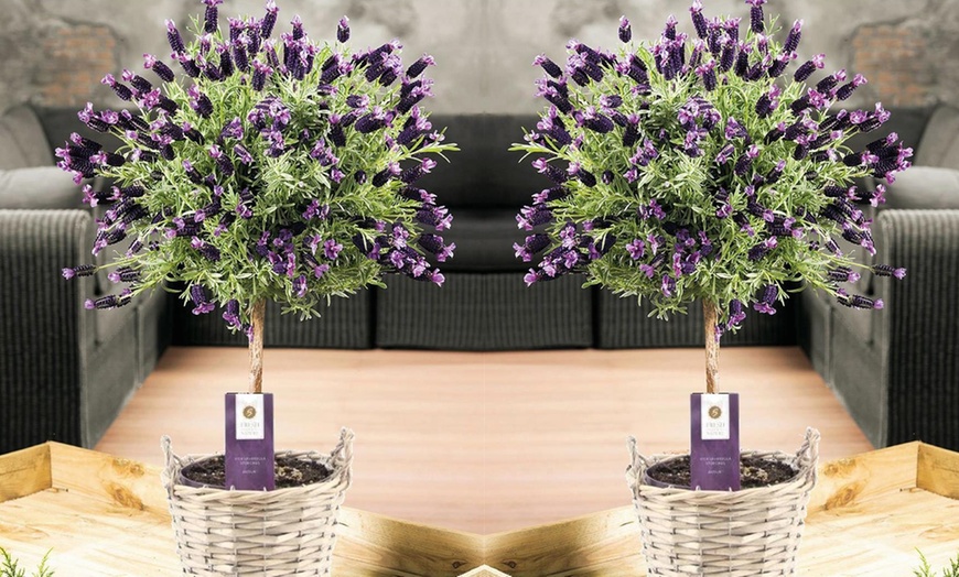 Image 2: Plantas de lavanda