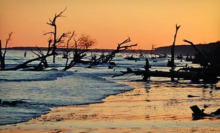 Dolphin Cruise at Sunset or Eco Tour of Capers Island for One or Two from Barrier Island Eco Tours (Up to 56% Off) - Second Medium