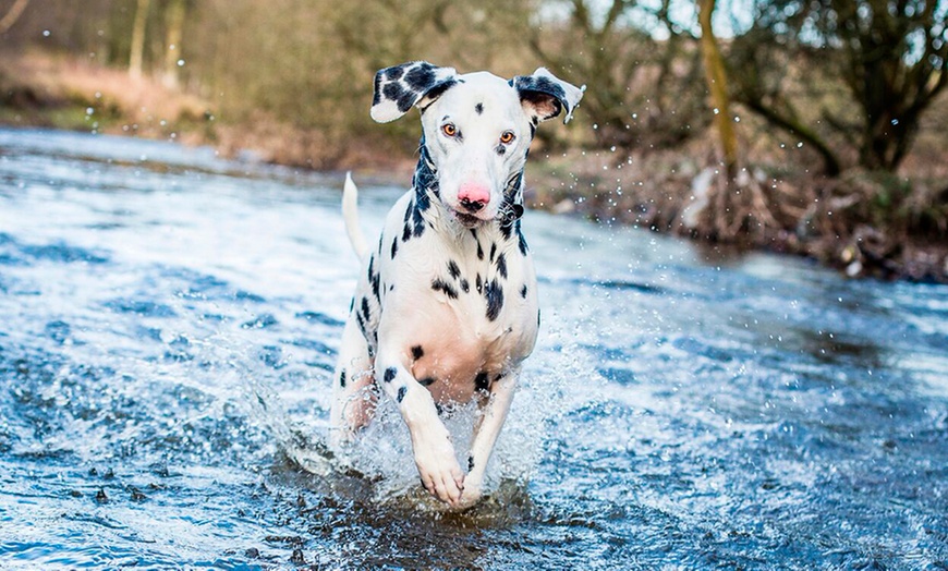 Image 4: Pet Photoshoot 