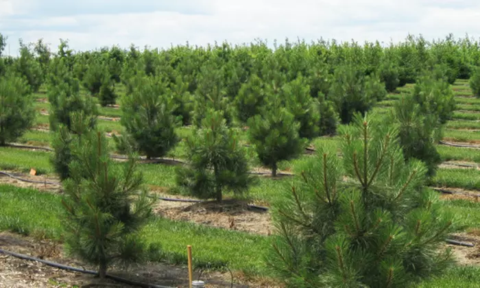 Locally Grown Trees and Shrubs at Bentley Ridge Tree Farm & Nursery (50% Off). Three Options Available. - Primary Image