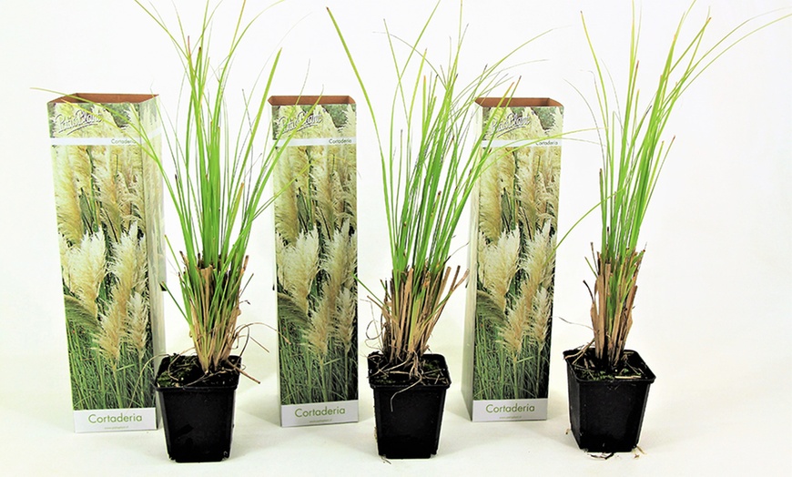 Image 3: 3 or 6 Pampas Grass Collection
