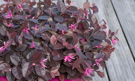 Set di 3 piante Chinese Fringe Flower Ever Red (Loropetalum Chinense)