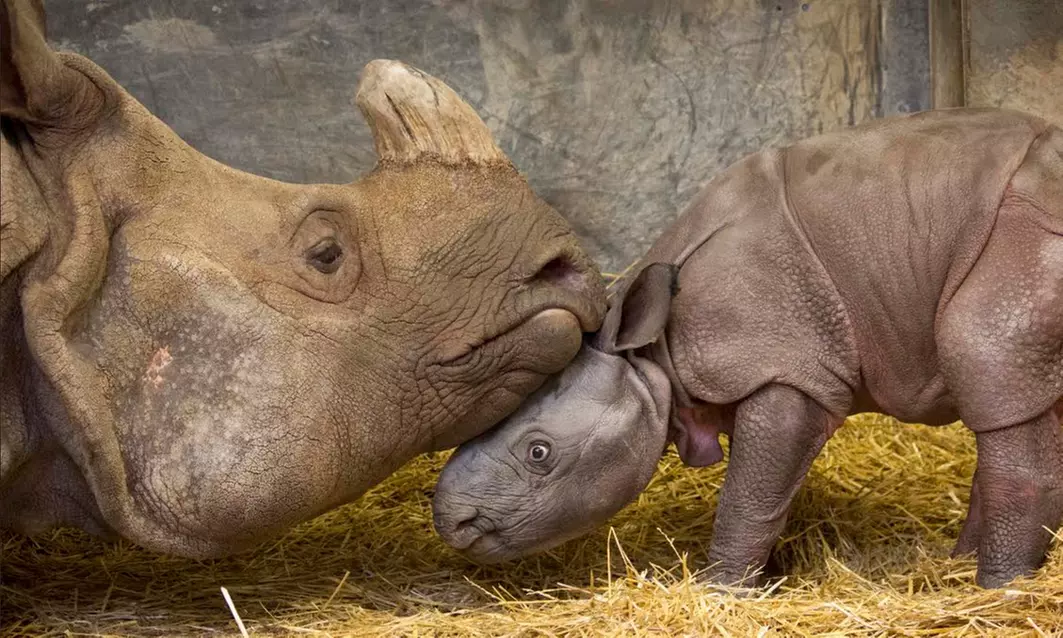 One-Year Toronto Zoo Membership with Unlimited Visits (15% Off). Seven Options Available.   - Second Medium