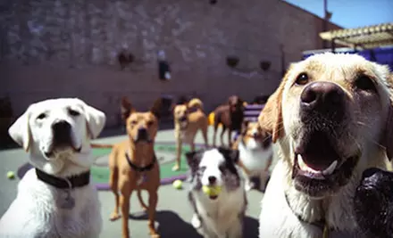 Dog Boarding for Three or Five Nights at Pet Care Plus (Up to 54% Off) - Primary Image