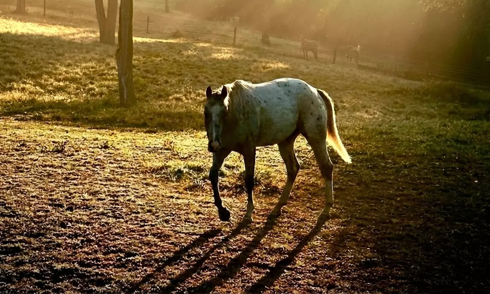 Horseback Riding Adventures on Scenic Trails