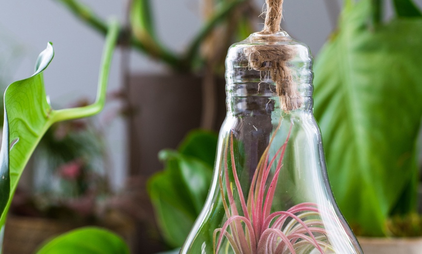 Image 9: 3 Air Plants in Glass Container