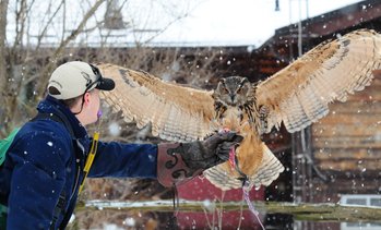 Up to 77% Off Falconry Experience at Hawkeye.ca