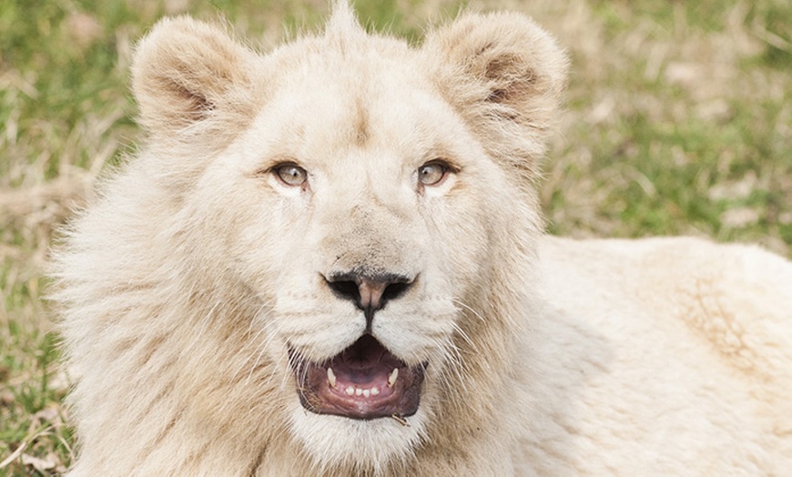 Image 9: Ingressi al Safari Park