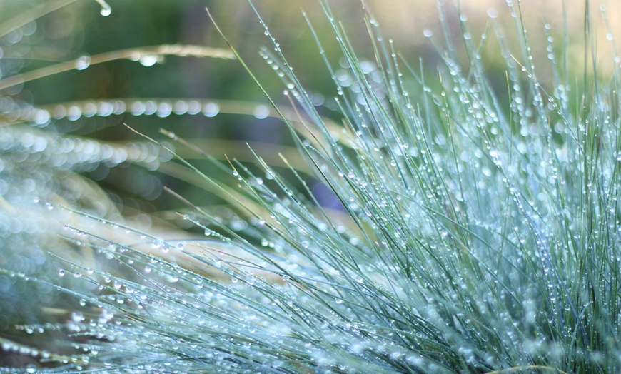 Image 4: Ornamental Grass Collection – 3 or 6 Potted Plants