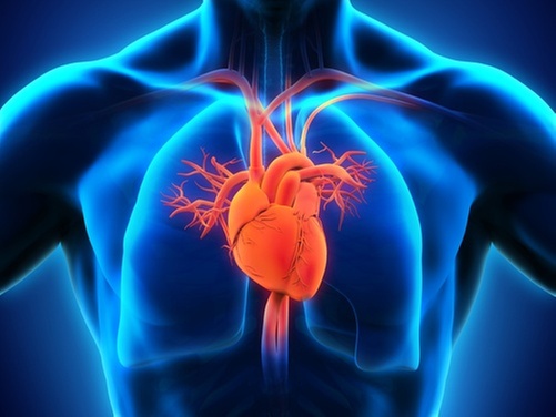 Heart-Healthy Duo: Heart Scan/Calcium Score and Consultation for Two 