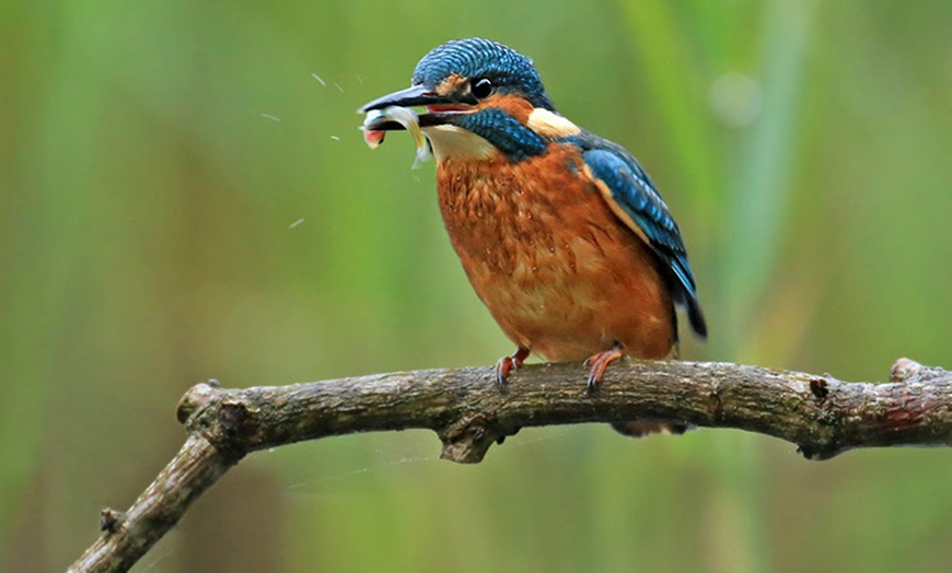 Image 5: Staffordshire Wildlife Trust Membership