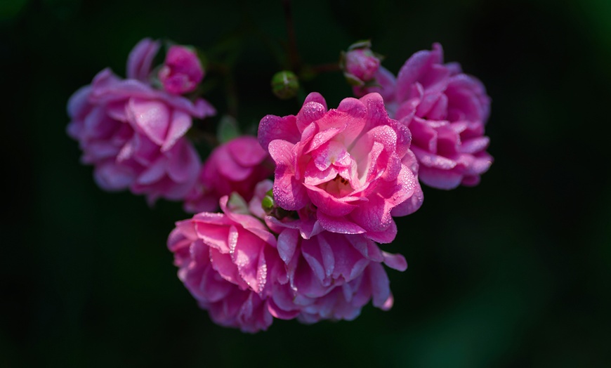 Image 5: 3x oder 6x Rosen „Polyantha"